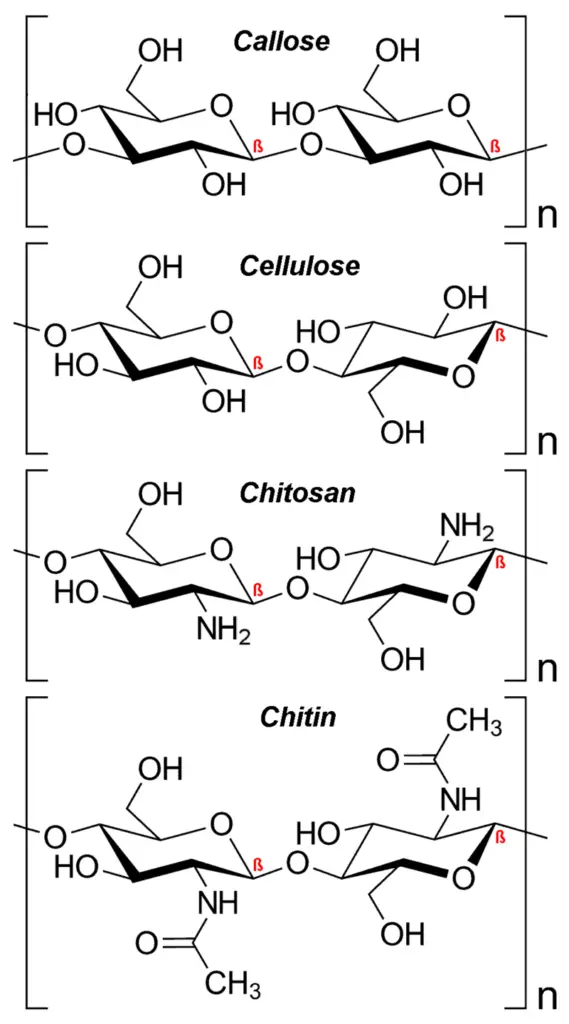 Polysaccharide - Definition, Types, Structure, Functions, Examples ...