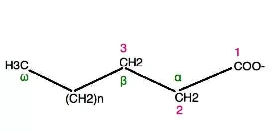 Fatty Acid Structure