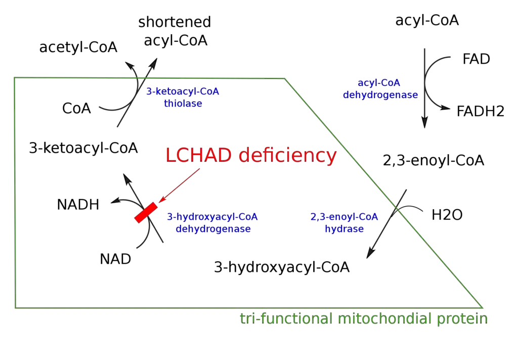 Schematic demonstrating mitochondrial fatty acid beta-oxidation