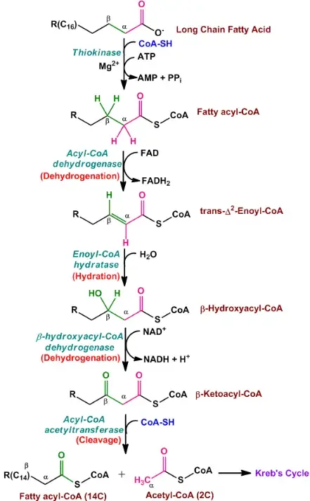 Beta-oxidation