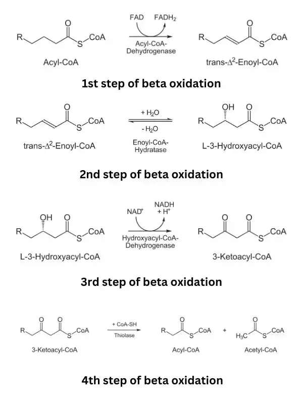 Energy Yield for Even-chain Fatty Acids
