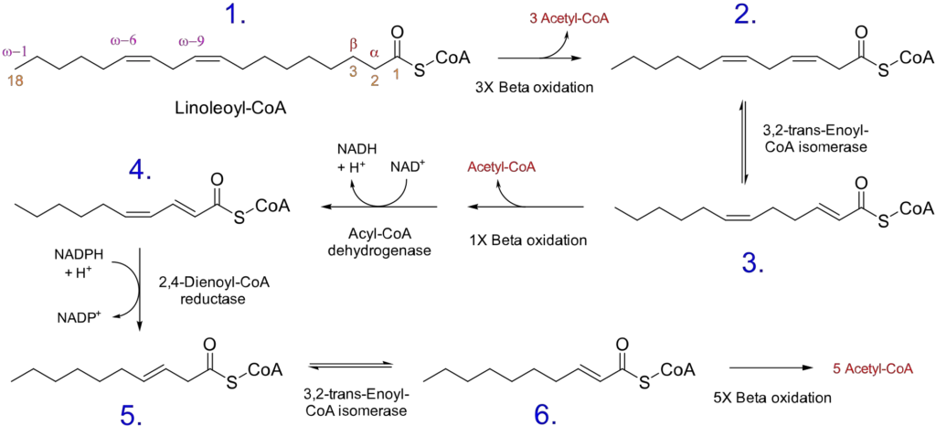 Complete beta oxidation of linoleic acid (an unsaturated fatty acid).