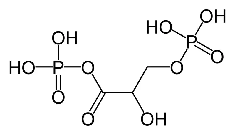 1,3- Bisphosphoglycerate