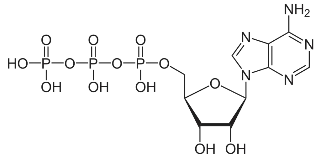 ATP