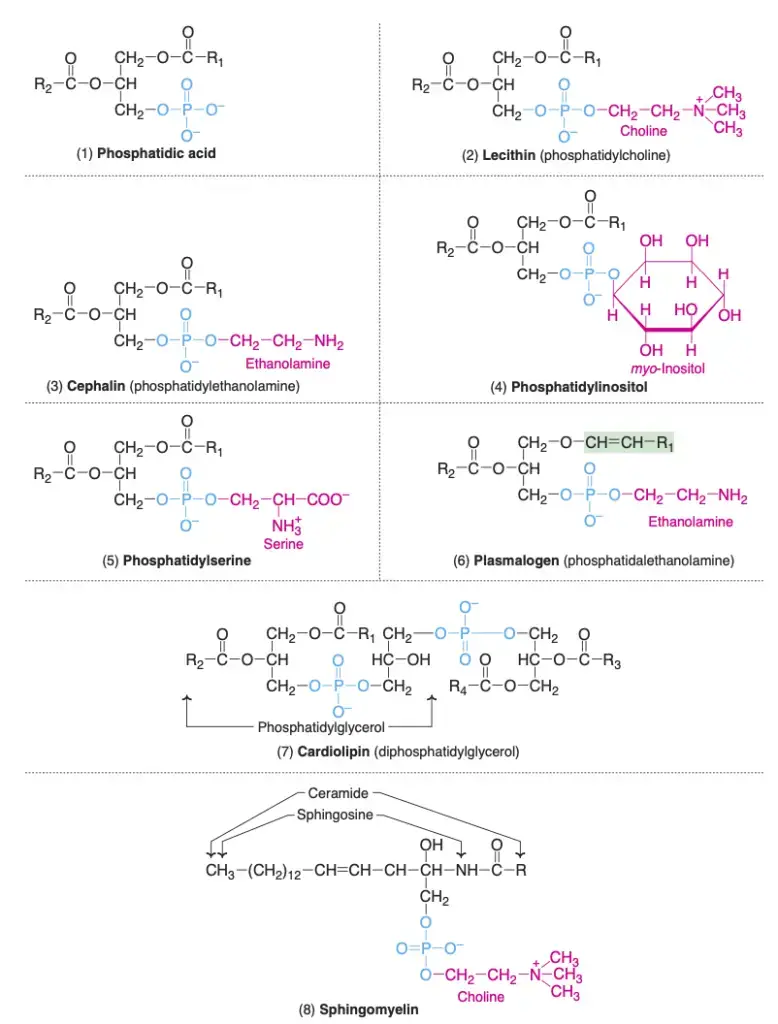 Phospholipids