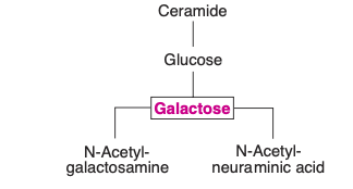 Glycolipids