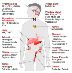 HORMONES DEFINITION STRUCTURE TYPES FUNCTIONS EXAMPLES visual data 6