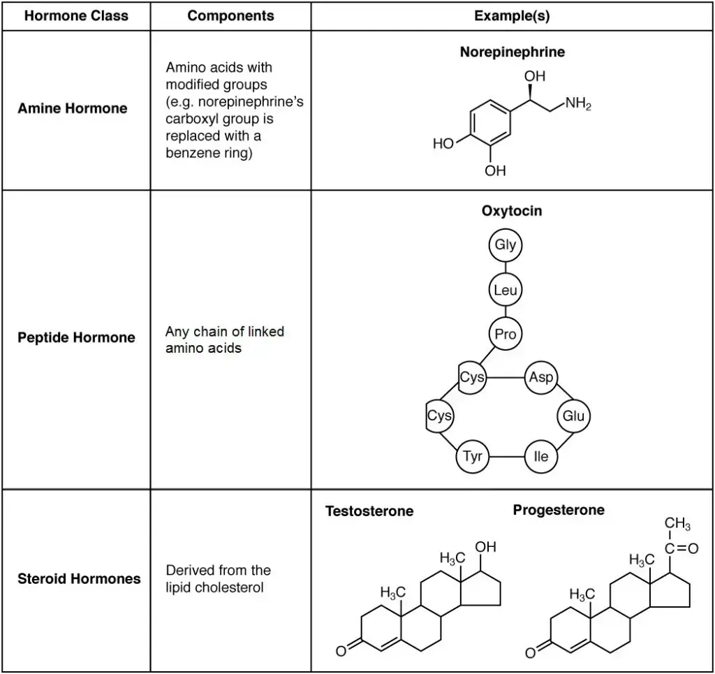 Amine, Peptide, Protein, and Steroid Hormone Structure