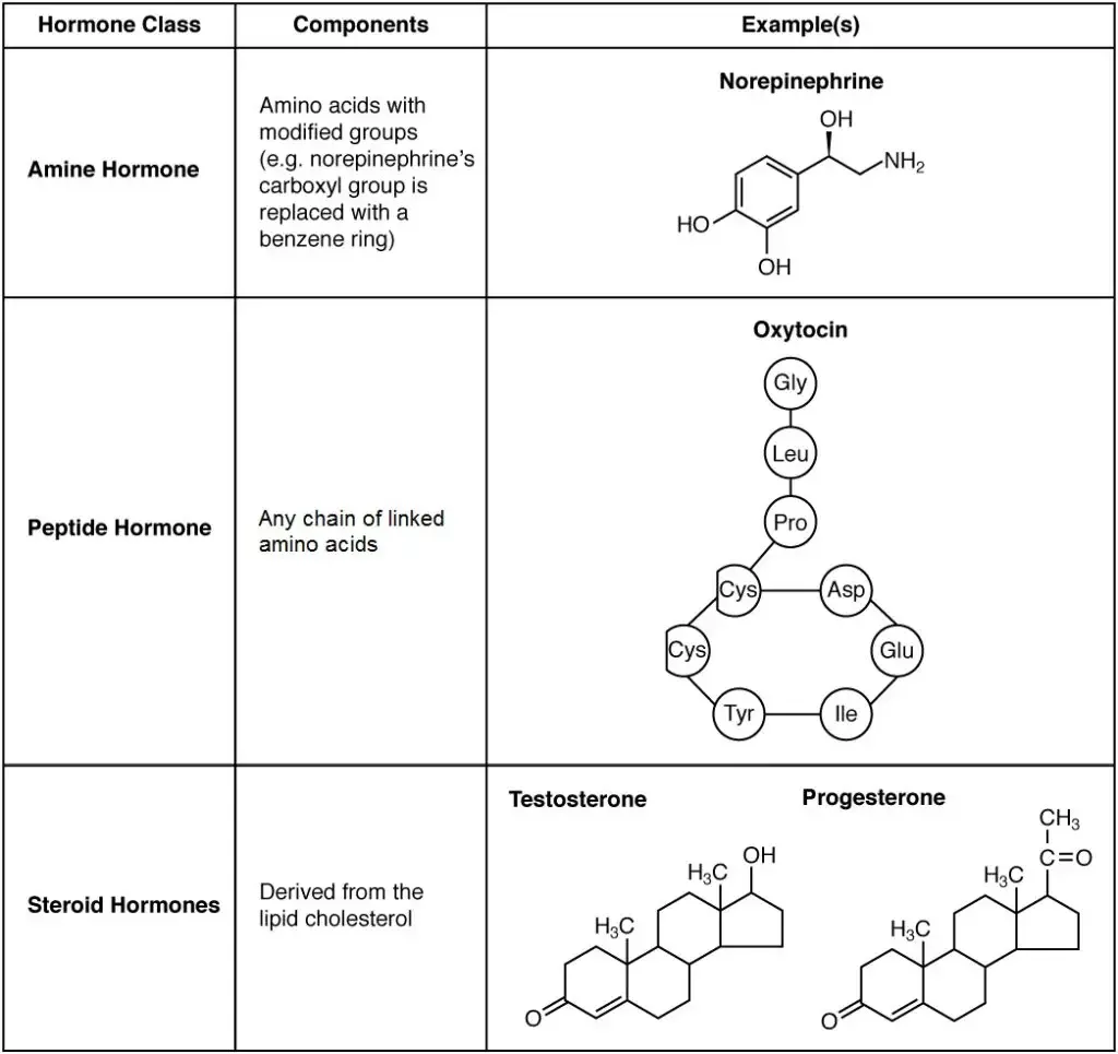 Amine, Peptide, Protein, and Steroid Hormone Structure