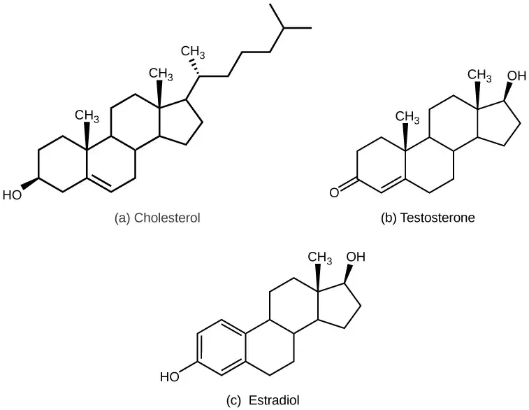 The structures shown here represent (a) cholesterol, plus the steroid hormones (b) testosterone and (c) estradiol. | Image credit: opentextbc.ca