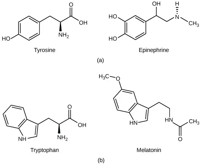 (a) The hormone epinephrine, which triggers the fight-or-flight response, is derived from the amino acid tyrosine. (b) The hormone melatonin, which regulates circadian rhythms, is derived from the amino acid tryptophan. | Image credit: opentextbc.ca