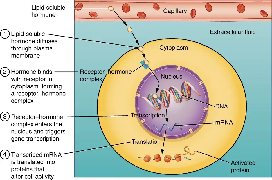 Binding of Lipid-Soluble Hormones. Steroid hormones have a direct effect on protein production within target cells. These hormones can easily diffuse through the cell membrane. Once inside the cell, the hormone binds to its specific receptor in the cytosol, forming a receptor-hormone complex. This complex then enters the nucleus and attaches to the target gene on the DNA. The binding of the receptor-hormone complex to the target gene triggers the transcription process, leading to the creation of messenger RNA (mRNA). The mRNA is then transported to the cytoplasm, where it is translated to synthesize the desired protein. In summary, steroid hormones initiate protein production by binding to their receptors, entering the nucleus, and activating gene transcription, ultimately resulting in the synthesis of specific proteins within the cytoplasm.