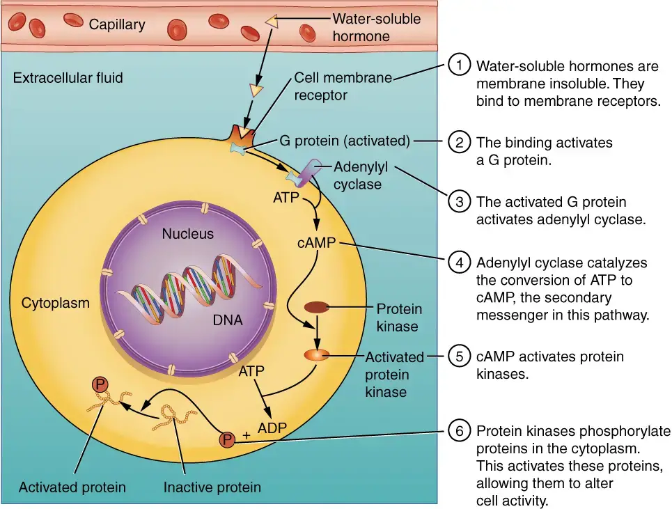 Binding of Water-Soluble Hormones. Water-soluble hormones have a different mechanism of action compared to steroid hormones. They cannot freely pass through the cell membrane and instead bind to surface cell-membrane receptors. Once bound, the receptor triggers a cell-signaling pathway that involves G proteins, adenylyl cyclase, cyclic AMP (cAMP) as a secondary messenger, and protein kinases. The protein kinases play a crucial role in the pathway by phosphorylating proteins in the cytoplasm. This phosphorylation activates specific proteins within the cell, leading to the desired changes specified by the hormone. In summary, water-soluble hormones interact with surface receptors, initiating a signaling cascade that involves secondary messengers and protein kinases, ultimately leading to the activation of proteins within the cell and the desired physiological effects of the hormone. | Image credit: open.oregonstate.education