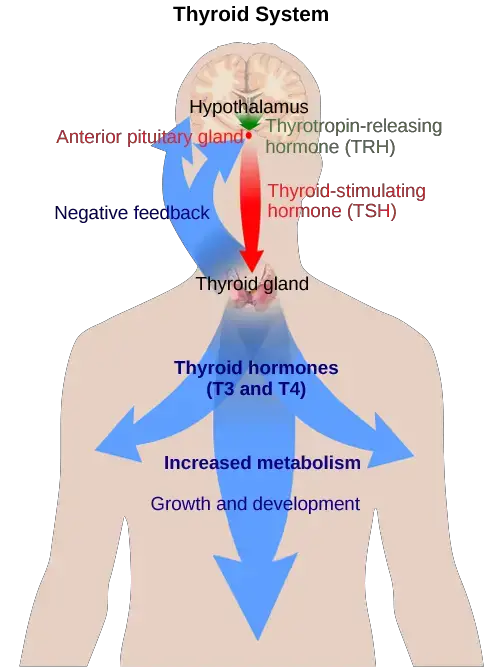 The anterior pituitary stimulates the thyroid gland to release thyroid hormones T3 and T4. Increasing levels of these hormones in the blood results in feedback to the hypothalamus and anterior pituitary to inhibit further signaling to the thyroid gland. (credit: modification of work by Mikael Häggström)