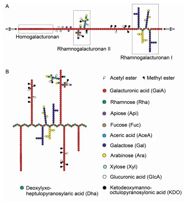 The basic structure of pectin. Schematic representations of the conventional (A) and recently proposed alternative (B) structures of pectin. The polymers shown here are intended only to illustrate the some of the major domains found in most pectins rather than definitive structures