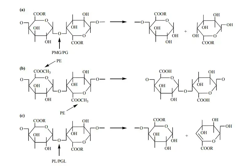 Mode of action of pectinases: (a) R = H for PG and CH3 for PMG; (b) PE; and (c) R = H for PGL and CH3 for PL. The arrow indicates the place where the pectinase reacts with the pectic substances. PMG, polymethylgalacturonases; PG, polygalacturonases (EC 3.2.1.15); PE, pectinesterase (EC 3.1.1.11); PL, pectin lyase (EC-4.2.2.10)