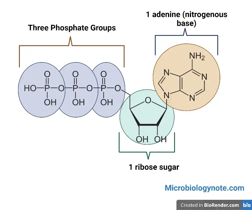 Structure of ATP