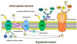 Photosystem I (PS1) - Structure, Functions - Biology Notes Online