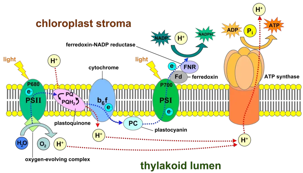 Light-dependent reactions of photosynthesis at the thylakoid membrane |
