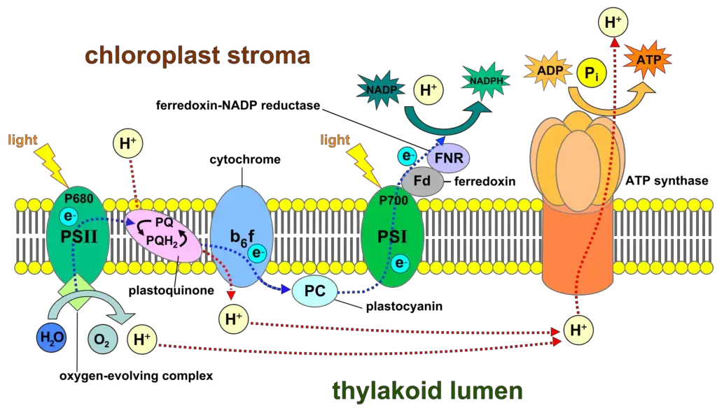 Photosystem I (PS1) - Structure, Functions - Biology Notes Online