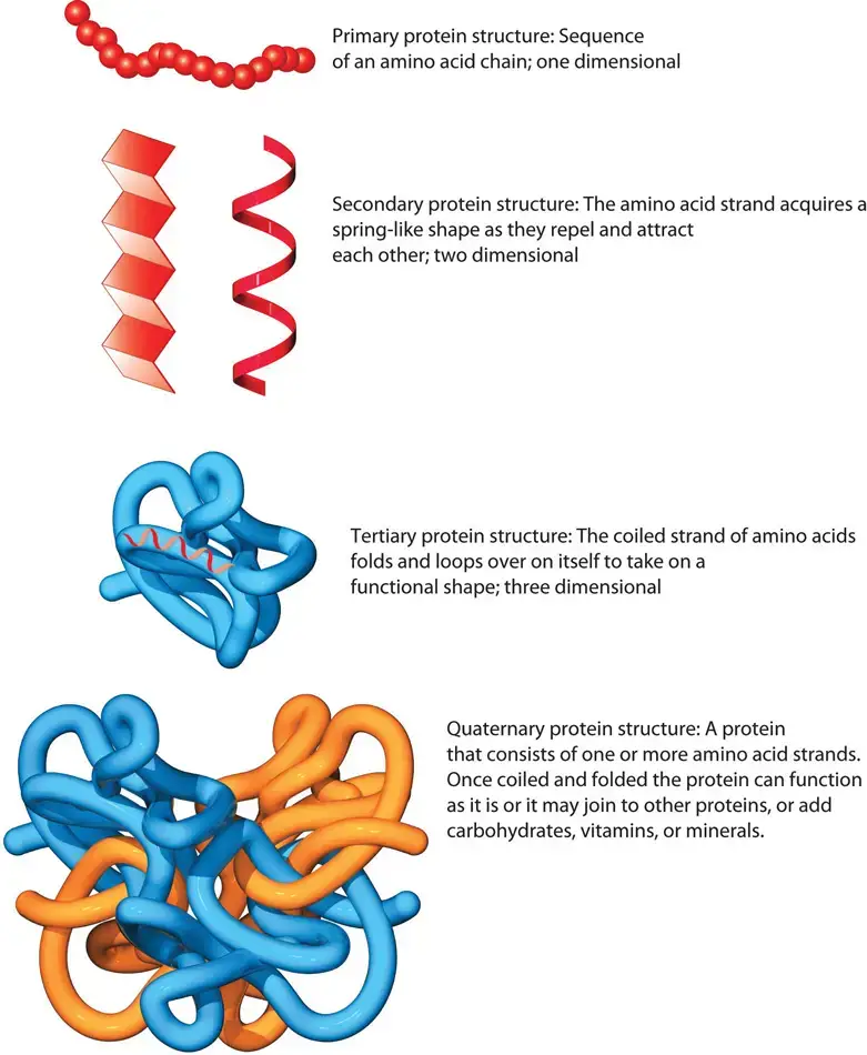 Four Types of Protein Structure With Diagram - Primary, Secondary ...