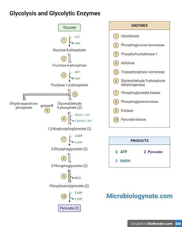 ATP Production by glycolysis