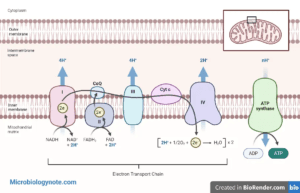 Adenosine triphosphate (ATP) - Structure, Synthesis, Functions