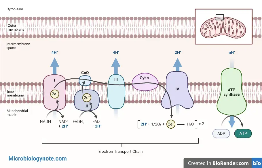 Electron Transport Chain