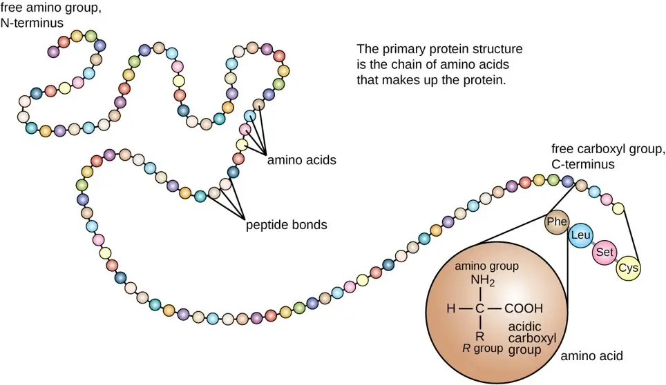 Primary protein structure is the linear sequence of amino acids.