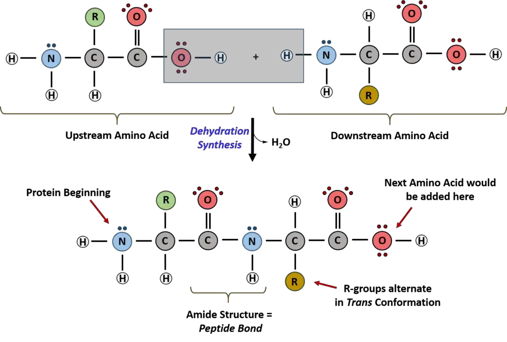 Peptide Bond Formation