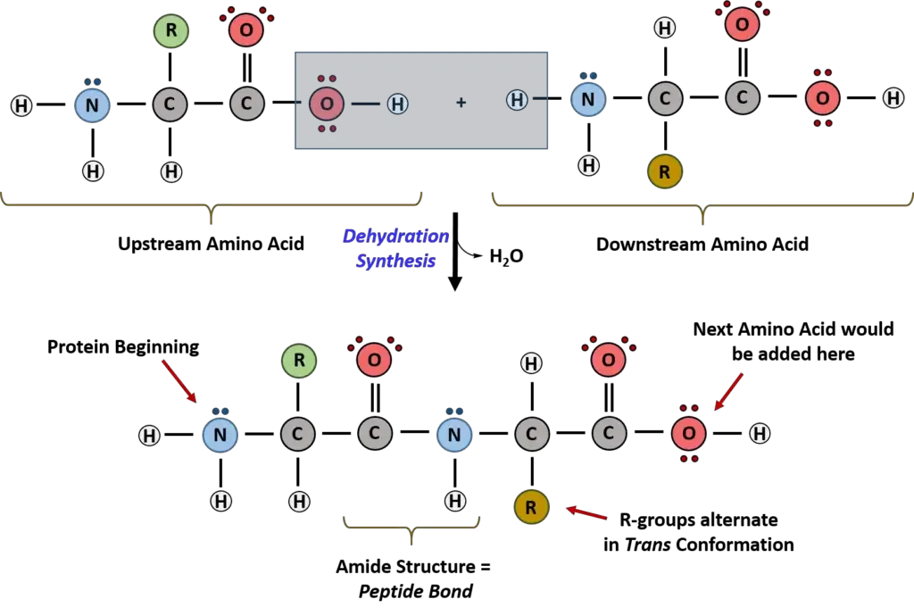 Peptide Bond Formation