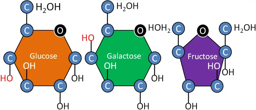 Examples of Common Monosaccharides 