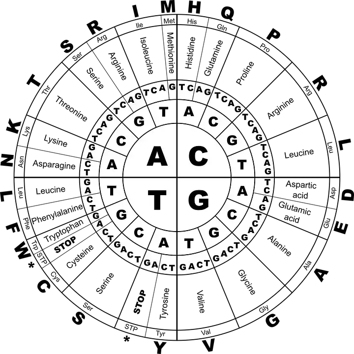 Amino acid wheel