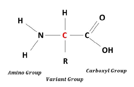 Structure of Amino acids
