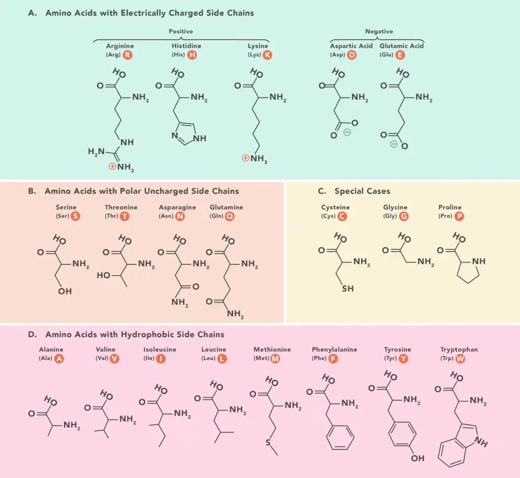 Amino acid classification