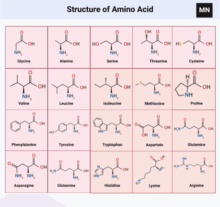 Amino Acids Physical Properties Structure Classification Functions 
