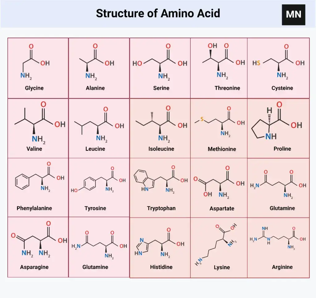 Amino Acids - Physical Properties, Structure, Classification, Functions ...