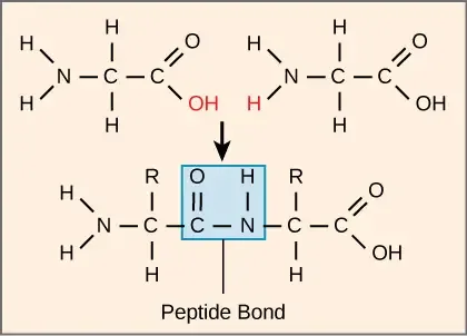Peptide bond formation between two amino acids with the release of a water molecule.