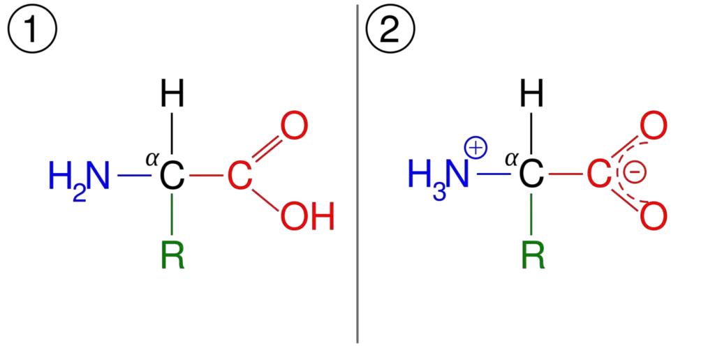 (1) General structure of amino acid, and (2) its zwitterionic form.