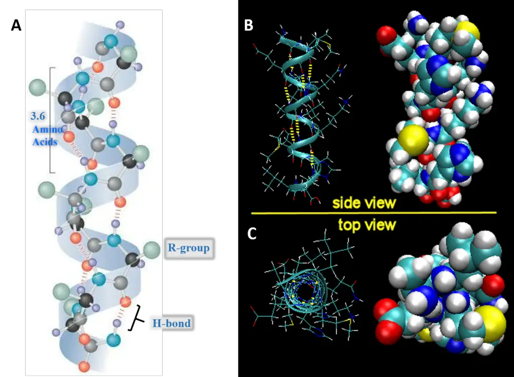 Structure of the Right-handed Alpha Helix (A) Ball and Stick Model Side View. (B) Expanded Side View Linear Structure and Space-Filling Model (C) Expanded Top View Linear Structure and Space-Filling Model 