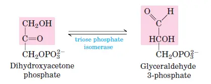 Isomerization of Dihydroxyacetone Phosphate