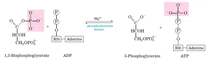 Conversion of 1,3-Bisphosphoglycerate to 3-Phosphoglycerate
