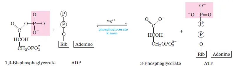 Conversion of 1,3-Bisphosphoglycerate to 3-Phosphoglycerate