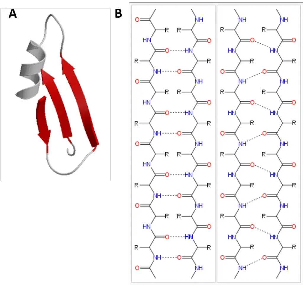 Beta-Pleated Sheet Structure