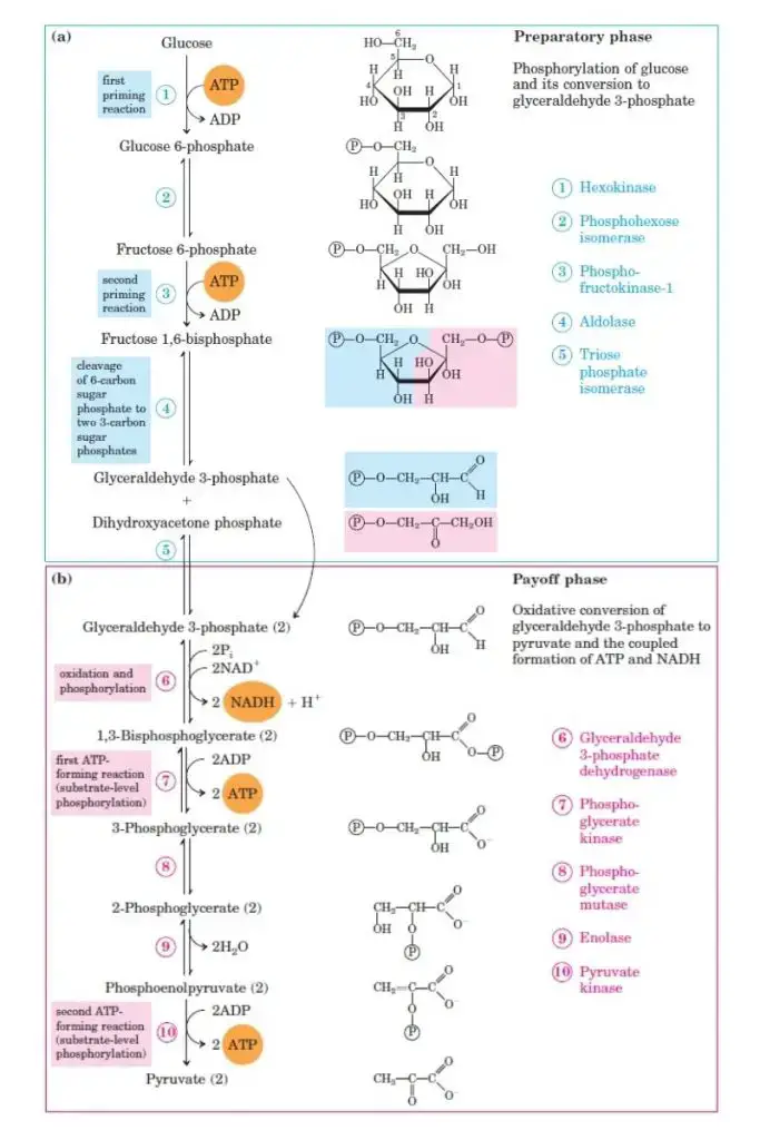 Glycolysis Pathway Steps