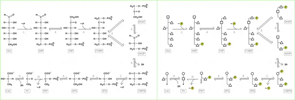 Structure of glycolysis components in Fischer projections and polygonal model | Image Source: https://en.wikipedia.org/wiki/Glycolysis