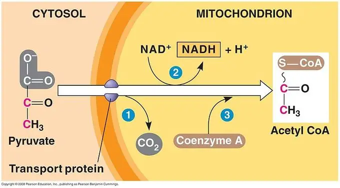 Acetyl CoA formation 