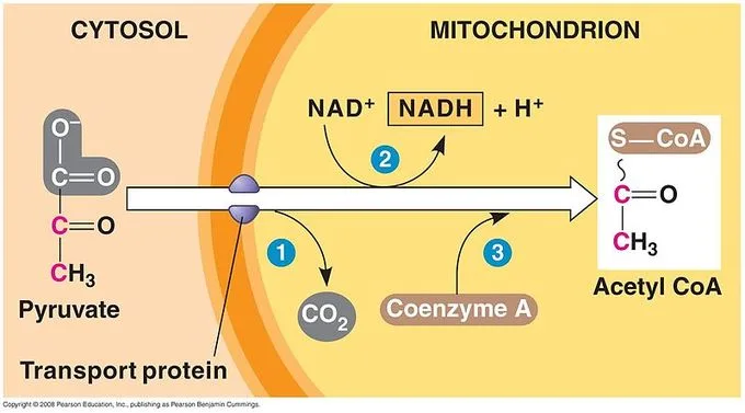 Fate of Pyruvate - Acetyl CoA, Lactate, Alcohol Formation 5 Acetyl CoA formation