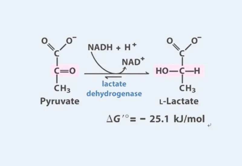 Lactate Fermentation