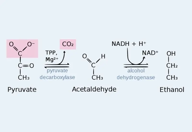 Ethanol fermentation